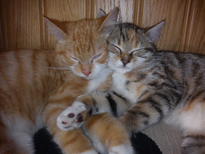 Pets